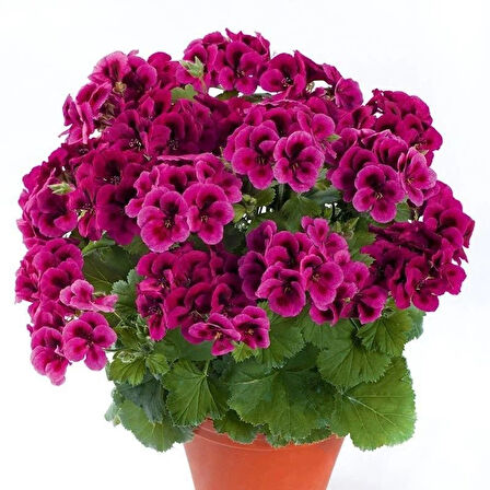 Clarion  Violet Menekşe Çiçekli Sardunya Canan Çiçeği Fidesi (1  Adet)