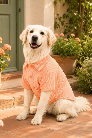Köpek Kıyafeti, Turuncu Çizgili, Pamuklu Kumaş, Küçük/Orta Irklar İçin Kedi/Köpek Gömleği