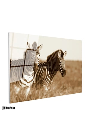 Tamperli Gerçek Cam Tablo Kuru Otlar Arasında İki Zebra Zebra Tablosu Duvar Dekoru