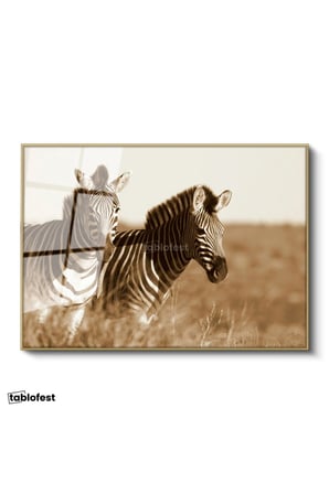 Altın Renk Metal Çerçeveli Tamperli Cam Tablo Kuru Otlar Arasında İki Zebra Zebra Tablosu Duvar Dekoru
