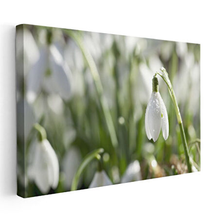 Kardelen - Doğal Ortamında Narin Bahar Çiçeği Kanvas Tablo