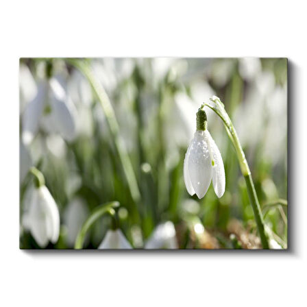 Kardelen - Doğal Ortamında Narin Bahar Çiçeği Kanvas Tablo