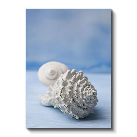Deniz Kabukları - Okyanus Hazineleri Kanvas Tablo