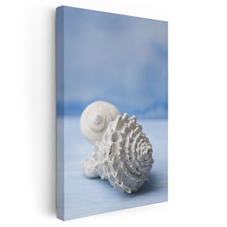 Deniz Kabukları - Okyanus Hazineleri Kanvas Tablo