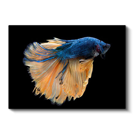 Yelpazelenmiş Yüzgeçler - Mavi Turuncu Beta Balığı Kanvas Tablo
