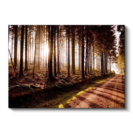 Orman Patikası - Altın Işıklı Ağaçlar Arasında Huzur Kanvas Tablo