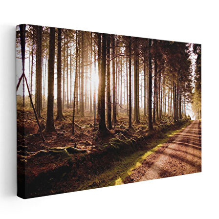 Orman Patikası - Altın Işıklı Ağaçlar Arasında Huzur Kanvas Tablo