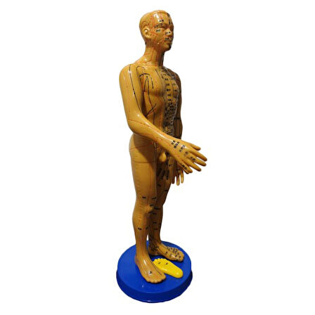 Akupunktur İnsan Maketi