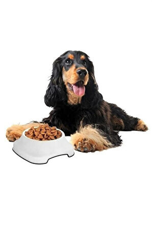 Silikon Kaydırmaz Taban Plastik Kedi ve Köpek Mama ve Su Kabı 2 L