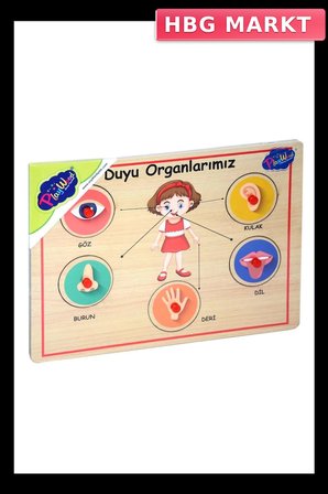 Mey İthalat® 166/167 Onyıl, Ahşap Tutmalı Organlar