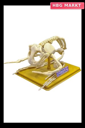 Mey İthalat® Kurbağa İskeleti Bilim Seti