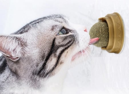 Kedi Otu Oyun Topu