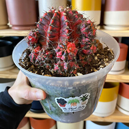 Gymnocalycium Variegata Tohumu 50 adet