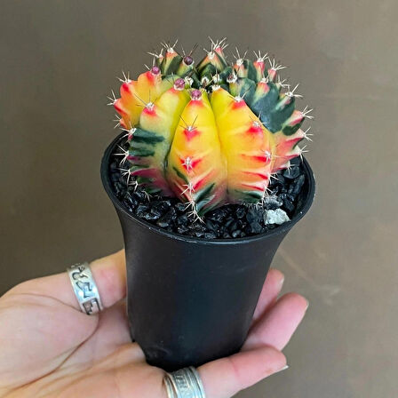 Gymnocalycium Variegata Tohumu 50 adet