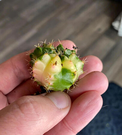 Gymnocalycium Variegata Tohumu 50 adet