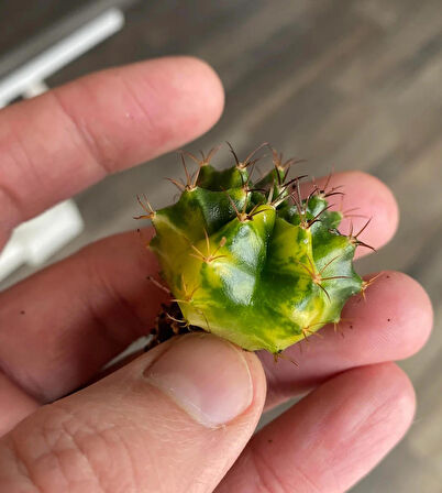 Gymnocalycium Variegata Tohumu 50 adet