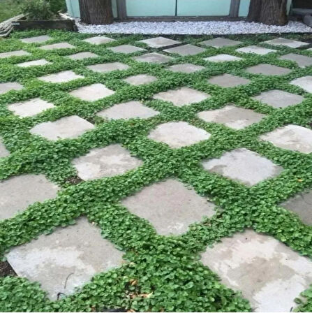  Fare Kulağı Tohumu-Dichondra Repens-100 gr