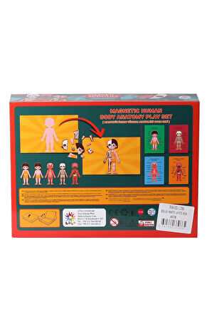 Manyetik Eğitici İnsan Anatomisi İnsan Vücudu Aktivite Oyun Seti - 72 Parça