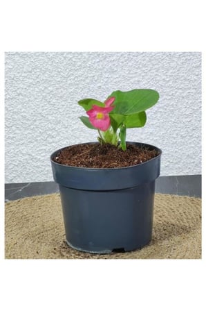 Begonia Xsemperflorens Pembe Begonya Şeker 10-20 cm