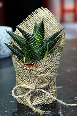 Porselen Fincan & Türk Kahvesi & Kolonya & Sukulent Çiçek & Adaçayı Demet & Sabun Hediye Seti