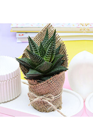 Pembe Çay Fincanı & Saten Toka & Sukulent & 2'li Tea Shop Çay Hediye Seti