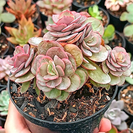 Echeveria Suyon Claster 8,5 cm 