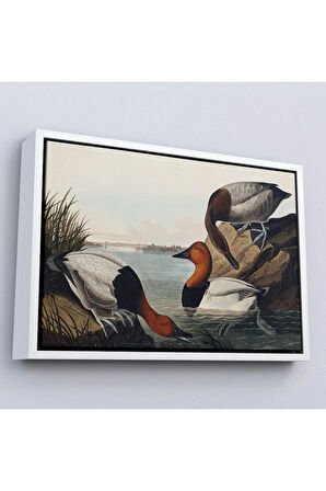 Ahşap Çerçeveli John James Audubon Ördekler Tablosu-7030