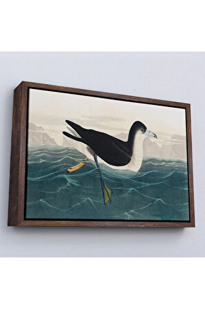 Ahşap Çerçeveli Robert Havell, John James Audubon Esmer Kuş Tablosu-7034