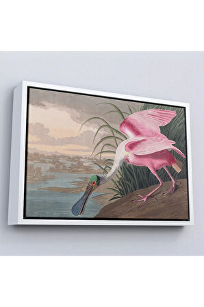Ahşap Çerçeveli John James Audubon - Pembe Kaşıkçı Kuşu Tablo-7120