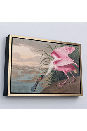 Ahşap Çerçeveli John James Audubon - Pembe Kaşıkçı Kuşu Tablo-7120