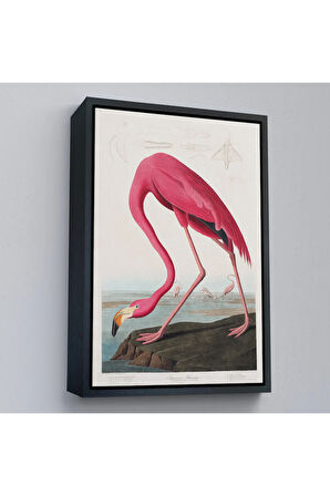 Ahşap Çerçeveli John James Audubon - Amerikan Flamingo Tablosu-7301
