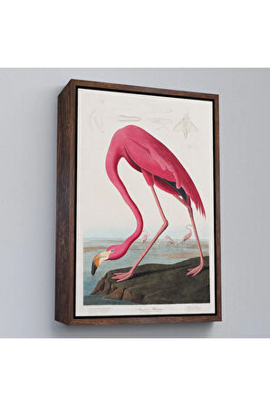 Ahşap Çerçeveli John James Audubon - Amerikan Flamingo Tablosu-7301