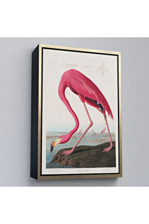 Ahşap Çerçeveli John James Audubon - Amerikan Flamingo Tablosu-7301
