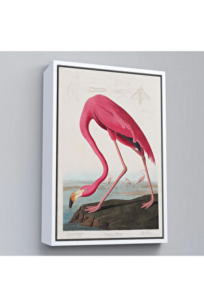 Ahşap Çerçeveli John James Audubon - Amerikan Flamingo Tablosu-7301
