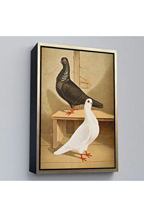 Ahşap Çerçeveli Gustav Prütz - Sevimli İtalyan Güvercinleri Tablo-7320
