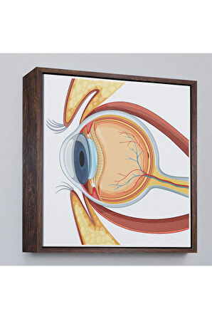 Ahşap Çerçeveli Göz Anatomizi Tablosu - Göz Doktoru Hediyesi-8367