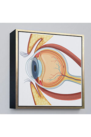 Ahşap Çerçeveli Göz Anatomizi Tablosu - Göz Doktoru Hediyesi-8367