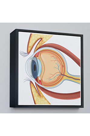 Ahşap Çerçeveli Göz Anatomizi Tablosu - Göz Doktoru Hediyesi-8367