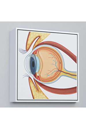 Ahşap Çerçeveli Göz Anatomizi Tablosu - Göz Doktoru Hediyesi-8367
