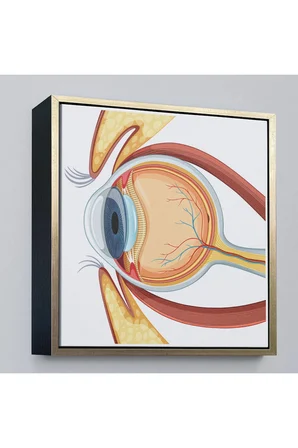 Ahşap Çerçeveli Göz Anatomizi Tablosu - Göz Doktoru Hediyesi-8367