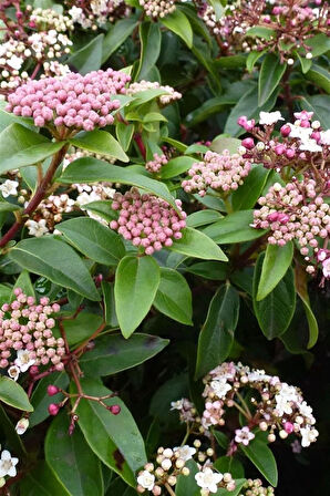 Kartopu Fidanı | Viburnum