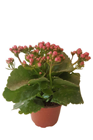 Kalanşo Çiçeği | Kalanchoe Blossfeldiana x 5 ad