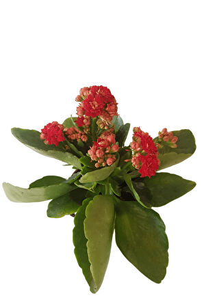 Kalanşo Çiçeği | Kalanchoe Blossfeldiana x 5 ad