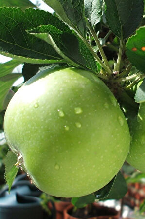 Granny Smith Elma Fidanı