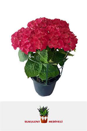 Kırmızı Ortanca Fidanı 40 cm