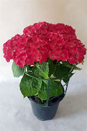 Kırmızı Ortanca Fidanı 40 cm