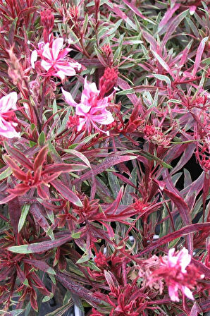 Pembe Gaura Fidanı 40 cm x 3 ad