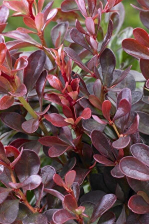 Bodur Kadın Tuzluğu | Bodur Berberis Fidanı 15 cm