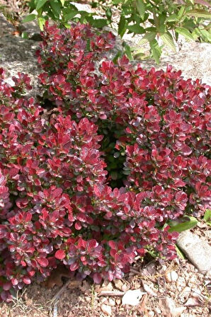 Bodur Kadın Tuzluğu | Bodur Berberis Fidanı 15 cm