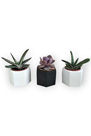 Echeveria & Gasteria 3'lü Sukulent Seti | Siyah & Beyaz Seri